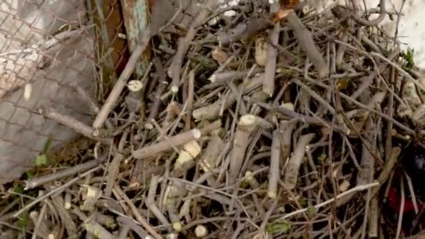 Θρυμματισμένα Κλαδιά Σωρός Από Δέντρα Κήπου Μετά Την Επεξεργασία Τεμαχιστή — Αρχείο Βίντεο