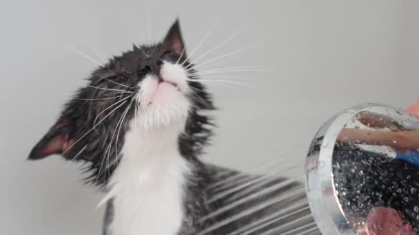 Kara Kedi Duşta Altında Yıkandı Tuvalette Kedi Kürkü Hijyeni Hayvan Telifsiz Stok Çekim