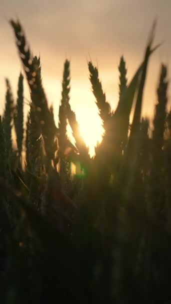 Yeşil Buğday Tarlasını Kapatın Arkaplanda Gün Batımında Açık Gökyüzü Olacak Telifsiz Stok Çekim