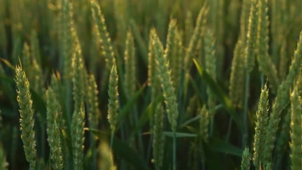 Gün Batımında Tarlada Tahılla Birlikte Olgunlaşmış Buğday Dikenleri Kapanıyor Çiftlik Telifsiz Stok Çekim
