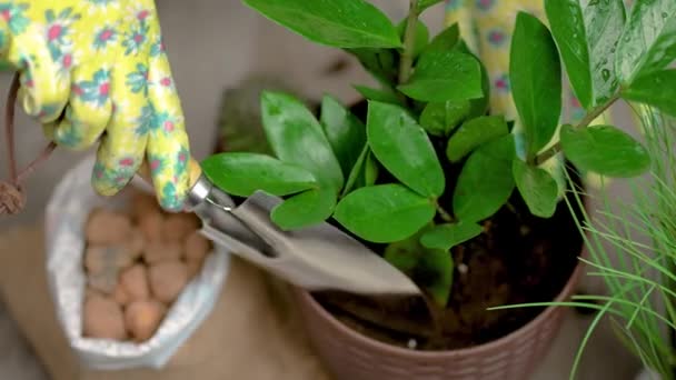 Women Hands Rubber Gloves Using Special Spatula Fill Soil Plants — Stock Video