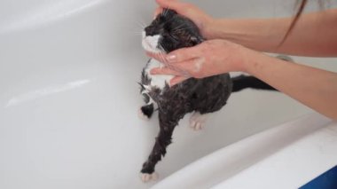 Kadın elleri siyah kedi sabunuyla yıkanır. Korkmuş kedicik banyoda dikiliyor. Hayvan bakımı, dezenfeksiyon tedavisi, pire yok etme.