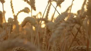Arka planda Güneş Batan Altın Buğday Tarlası. Yetişkin buğday ekinlerinin engin manzarası. Akşam gün batımında altın arpa kulakları