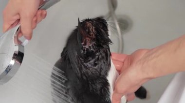 Siyah beyaz kedi lavaboda banyo yapıyor. Üzerinden sular akarken kedicik biraz tedirgin görünüyor. Evcil kedi nazikçe ovalanıyor. Hayvan bakımı, dezenfeksiyon tedavisi, pire yok etme.