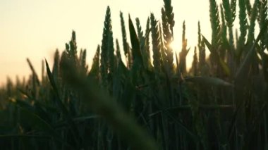 Kırsal Tarım Alanındaki Parlak Güneş Yeşil Buğday Çimeni 'nden Parlıyor. Tarımsal çiftlikte iş ve üretim için organik ekolojik biyolojik gıda üretimi.