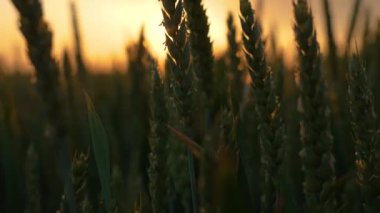 Kırsal Tarım Tanecikleri yakında, Uzun Yeşil Buğdayın Üzerinde Gün Batımı. Tarımsal çiftlikte iş ve üretim için organik ekolojik biyolojik gıda üretimi.