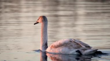 Doğal Göl Doğal Yaşam Alanında Kuğu Yüzme - Kuşbilim Gözlemi. Güzel yaban kazı kış mevsiminde nehirde yüzer. Hayvanların daha sıcak iklimlere göçü. Hayvanat Bahçesi