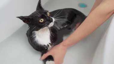 Suda ıslak kedi, hijyen için kedi duşu, hayvan kürkü temizleme. Kara Kedi banyoda sıcak bir banyo yapıyor. Hayvan bakımı, dezenfeksiyon tedavisi, pire yok etme.