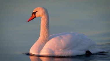 Beyaz Kuğu zarif bir şekilde göl yüzeyinde süzülüyor. Beyaz yaban kazı pembe turuncu günbatımında zarif bir şekilde nehir yüzeyinde yüzüyor. Hayvanların daha sıcak iklimlere göçü. Hayvanat bahçesi çevresel koruma