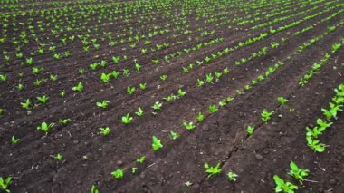 Bereketli topraklarda şeker pancarı filizleri, baharda tarlada yetişir. Tarım çiftliğinde çalışmak, iş yapmak ve kar etmek için.