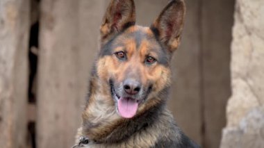 Dost canlısı nazik köpek kameraya bakar kırsal kesimdeki eski ahşap kapının arka planına bakar. Evcil hayvan bakımı konsepti