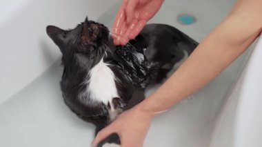 Yıkanırken temiz beyaz küvette oturan siyah beyaz kedi. Kedi küvetin etrafına bakarken sakin ve meraklı görünüyor. Hayvan bakımı, dezenfeksiyon tedavisi, pire yok etme.