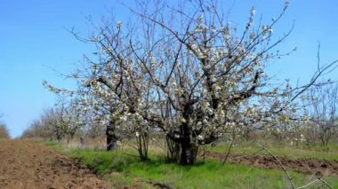 Bahçede açan ağaçlar mavi gökyüzüne karşı. Kavram: Doğa, çiçekler, ilkbahar, biyoloji, fauna, çevre, ekosistem. Çiftlikte işlenmiş toprak olan meyve bahçesi. Çiçek açan ağaçların harika manzarası