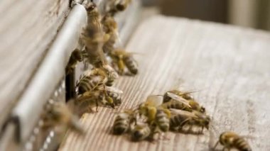 Çiftlik bahçesindeki arı kovanının önünde hareket eden arılar, böcek makro görüntüsü. Böcek arıları bal için polen taşır, ahşap kovanda çalışırlar.
