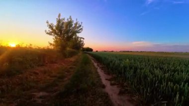 Sunset 'teki Buğday Tarlası' nda Kirli Yol. POV traktörü kırsal kesimden geçiyor. Gökyüzü güzel gradyanı turuncu pembe ve mavi çizgili ağaçların arkasında