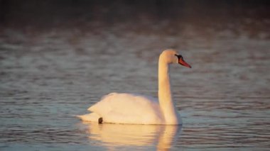 Beyaz Kuğu Gölde Yüzüyor, Kuşlar Doğal Yaşam Alanında Kış Geçiriyor. Yaban kazı kış mevsiminde gün batımında huzur içinde nehirde yüzer. Hayvanların daha sıcak iklimlere göçü. Hayvanat Bahçesi
