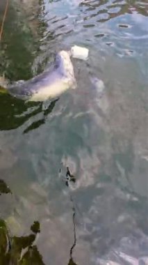 Gri Fok Koruma Çabaları İçin Tutsak Balığından Besleniyor. Deniz aslanı balığının suda yüzdüğü güzel bir görüntü. Dikey oryantasyon. Polonya 'da Hel Yarımadası' nda sevimli bir vahşi yaşam kurtarma operasyonu.