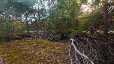 2. Dünya Savaşı 'nda terk edilmiş Polonya' daki Hel Yarımadası 'nda siperler ve tahkimatlar. Beton yapılar bitki örtüsüyle kaplanmış, güneş arka plandaki ağaçların arasından parlıyor. Tarihi araştırmalar