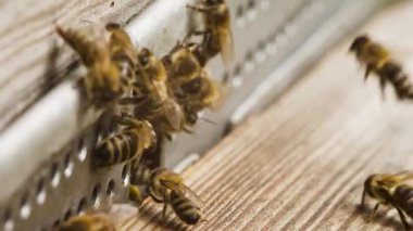 Pati arıları polenle kaplanmışlar. Çiçek tozladıktan sonra yaklaşmışlar. Makro bal arıları sürüsü öğleden sonra güneş ışığında ahşap kovanda sürünüyor. Vahşi doğada böcek var.