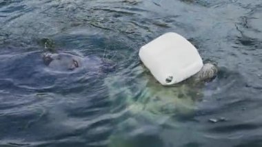 Gri Mühür kurtarıldı ve suya geri salındı. Hayvanat bahçesinde eğlenceli Atlantik Gri Fok balığı. Polonya 'da Hel Yarımadası' nda sevimli bir vahşi yaşam kurtarma operasyonu.