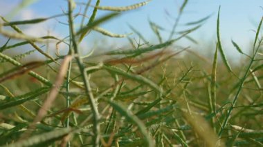 Tecavüz tohumlu Canola Tarım Alanı. Baharda açtıktan sonra Blue Sky 'ın altında güzel bir kolza tohumu. Tarım çiftliğinde çalışmak, iş yapmak ve kar etmek için.