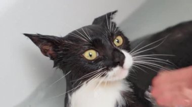 Kedi evcil hayvan partisi. Suda korkmuş gözleri olan kedi, temiz ve hijyenik kalmak için banyoda banyo yapan kedi. Hayvan bakımı, dezenfeksiyon tedavisi, pire yok etme.