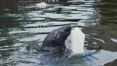 Gri Mühür Tehlike Altındaki Türler Programına Katılıyor. Foca, Nerpa, Grey veya benekli fok suda yüzüyor. Hel Peninsula 'da nesli tükenmekte olan deniz türlerinin korunması