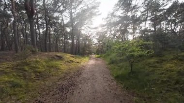 Mistik Günbatımı Boş Orman Yolu 'nda yürüyor. Günbatımında sık ormanın içindeki ıssız toprak yol. Güneş ışığı ağaçların arasından akar mistik bir atmosferle dallar