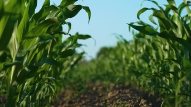 Yeşil mısır tarlaları yakın, mısır tarlaları. Tahıl, zımba yiyeceği. Darı yetiştiriciliği. Tarlada yetiştirilen mısırlar. Tarım çiftliğinde çalışmak, iş yapmak ve kar etmek için.