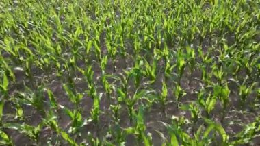 Büyüyen Mısırlı Kırsal Manzara. Mısırlı mısır tarlası hava manzaralı. Gelir elde etmek ve finansal başarı elde etmek için tarım çiftliği işletiyorum.