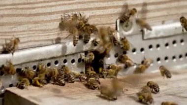 Yaşam tarzı arı sürüsü arı kovanına girip polen ayı balı topluyor. Arıcılık konsepti arıcılık tarımı. Kırsal alanda arı kovanları. Çiftlikteki böcek