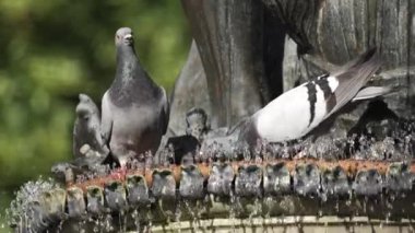 Sunny Afternoon sırasında Serene Park 'taki Çeşmede yıkanan ve içen güvercinler. Bir grup güvercin çeşmenin etrafında toplanıyor, güneşin altında güneşlenirken suyun tadını çıkarıyorlar.