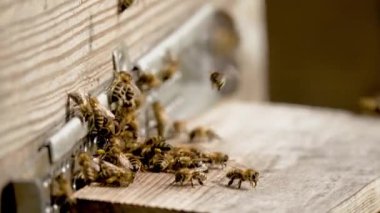 Çizgili vücutlu enerjik arılar bal ile ahşap arı kovanına giriyorlar. Polenler bal peteği hücrelerine konur. İşçi arılar arı kovanında dolaşır ve çalışır.