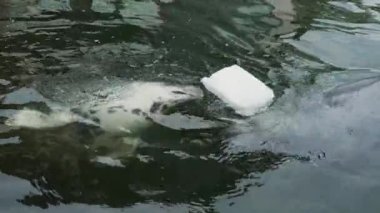 Gri Fok, Oceanarium 'daki Beyaz Nesne ile Etkileşiyor. At kafalı fok balığı suda yüzüyor. Soyu tükenmekte olan deniz ve okyanus sakinleri için su kabuğu