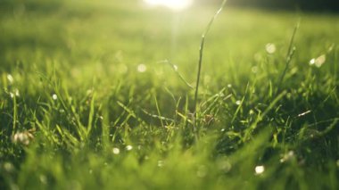 Gün batımında çimlere yakın çekim. Arka planda tanınmayan insanların gölgeleri var. Akşam güneşinin sıcak yansımalarıyla aydınlanan yeşil çimenler ve insan siluetleri. Doğal güzelliği