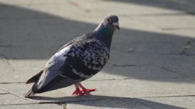 Öğleden Sonra Sunny Urban Alanında Yakından Renkli Güvercin Yürüyüşü. Çarpıcı renklere sahip canlı güvercinler kaldırımda yürüyor, ılık öğleden sonra güneşleniyor.