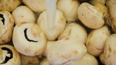 Taze Mantarlar Üzerindeki Su Şelaleleri Parlak Gün 'de Dokularını ve Tazeliklerini Vurguluyor. Vegan yemekleri hazırlamak için temiz, taze, sulu mantarlar.