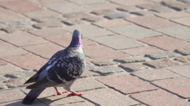Gün ışığında Şehir Ayarı 'nda Renkli Güvercin Ambar Taşı Üzerinde Yürüyüşü. Yanardöner tüylü güvercinler şehrin dokulu kaldırım taşı yüzeyinde geziniyor. Tüylerinin canlı renkleri