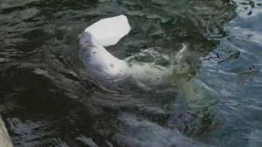 Gri Mühür Deniz Koruma Programında Plastik Şişe ile Oynuyor. Hayvanat bahçesinde eğlenceli Atlantik Gri Fok balığı. Sakallı fok, ayrıca kare yüzgeçli fok olarak da bilinir.