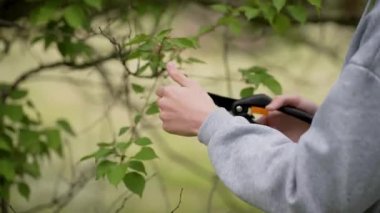 Ağaç budamak ve makaslarla budamak. Ayrıntılı çekim ağacı kesme ve şekillendirme. Ağaçları budamak ve şekillendirmek için budama makası kullanan kişiyi kapat