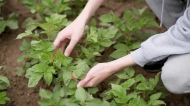 Çiftçilerin patates yaprağını incelemesine, hastalıklara ve Colorado böceklerinin varlığına bakmalarına. Patates yapraklarını haşereler ve hastalık belirtileri için inceleyen detaylı çiftçi. Çiftçiyi kapat