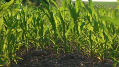 Gün batımında mısır tarlası. Tahıl yeşili mısır tarlası. Mısır tarlası yetiştiriyorum. Gelir elde etmek ve finansal başarı elde etmek için tarım çiftliği işletiyorum.