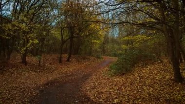 Orman yolu, çıplak ağaçlar ve yumuşak ışıklarla çevrili, altın sonbahar yapraklarıyla kaplı. Dolambaçlı yol doğal ortamda sakin ve biraz gizemli bir atmosfer yaratıyor. Mükemmel konum