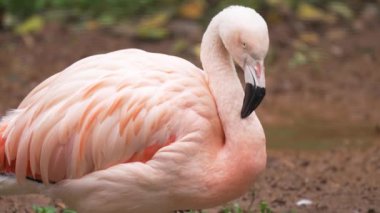 Flamingo etrafı izlerken sakince duruyor. Sessiz bir ortamda pembe kuş tüyleri sergiliyor. Zarif balıkçı teknesi, yeryüzü tonları arasında zarafet saçıyor. Vahşi yaşam kusursuz bir şekilde karışıyor.