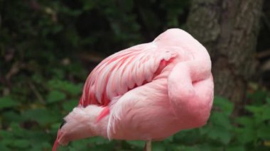 Pembe flamingo, kafasında canlı tüylerle zarifçe dinleniyor. Yeşilliklerin arasında sakince eğilen zarif bir kuş. Huzurlu doğal ortamda huzur içinde dinlenen zarif bir yaratık. Flamingo