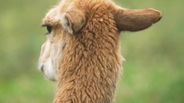 Lama Vicugna sakin bir şekilde hayvanat bahçesi ortamını izliyor. Vicuna, yönetilen bölgedeki çevreye bakıyor. Camelid 'ler sessizce etrafını sarmışlar. Hayvan huzurlu bir şekilde çevreyi düşünüyor.