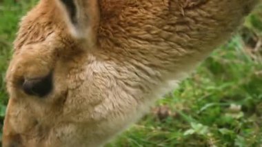 Lama Vicugna hayvanat bahçesinde otlanıyor. Vicuna, yaşam alanında sessizce besleniyor. Camelis 'ler açık havada huzur içinde yeşillik kemiriyorlar. Hayvanat bahçesi ortamında hayvan yiyen bitki örtüsü