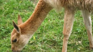Lama Vicugna hayvanat bahçesinde ot yiyor. Vicuna, yaşam alanındaki taze yeşilliklerle besleniyor. Camelids açık havada sakince otluyor. Hayvan otlağı kontrollü bitki örtüsünde huzur içinde.