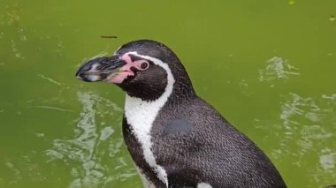 Penguen hayvanat bahçesindeki su kenarında sakince duruyor. İdari yaşam alanındaki kuşlara dikkatle bakıyor. Garefowl kapalı alanda huzur içinde çevreyi gözlemliyor. Hayvan sessizce dinleniyor.