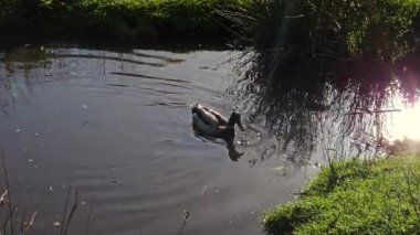 Yaban ördeği, çimenli kıyıların yakınındaki gölde yüzüyor. Mallard yansıtıcı suda sakince süzülüyor. Drake doğal sulak arazide huzur içinde yüzüyor. Huzurlu gölet ortamını keşfeden su kuşu